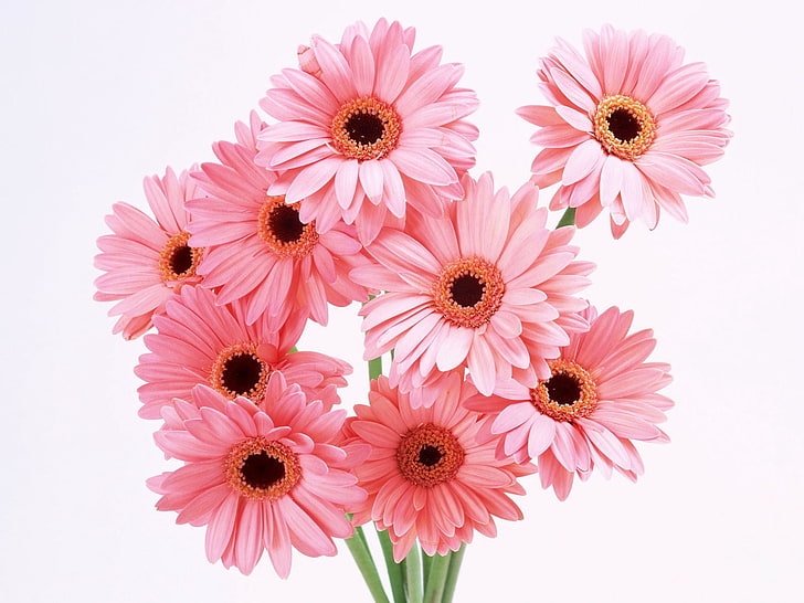 pink petaled flowers, gerbera, flower, bouquet, pink, HD wallpaper