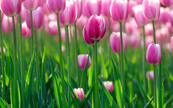 Hermosas flores de tulipán rosa en la mañana, hermoso, rosa, tulipán, flores, mañana, Fondo de pantalla HD