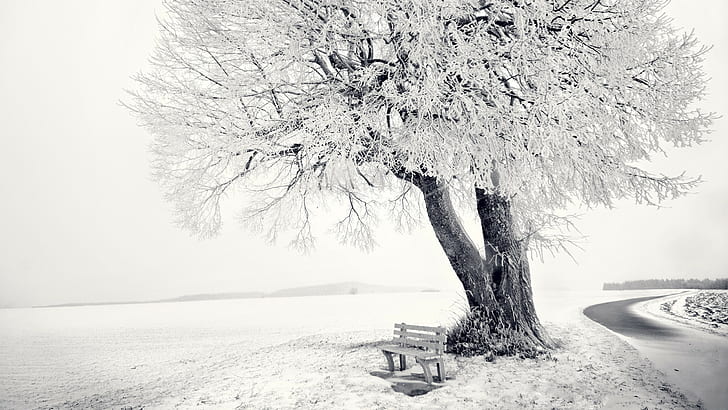 fotoğraf, manzara, doğa, kış, kar, ağaçlar, HD masaüstü duvar kağıdı