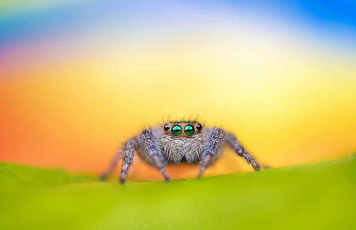 spider, macro, jumping, bagheera kiplingi, HD wallpaper
