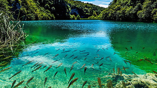 Lago turquesa bonito no parque nacional de Plitvice, Croácia 947552, HD papel de parede HD wallpaper