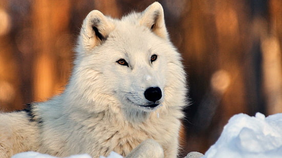 Beau loup blanc dans la neige, loups noirs, chiots, loups gris, nature, neige, loups, faune, loups blancs, animaux, Fond d'écran HD HD wallpaper