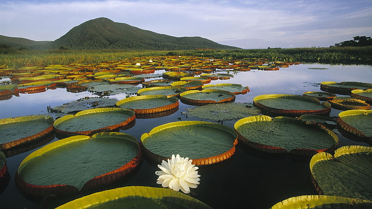 Wildwasserlilienblume, Natur, Landschaft, HD-Hintergrundbild