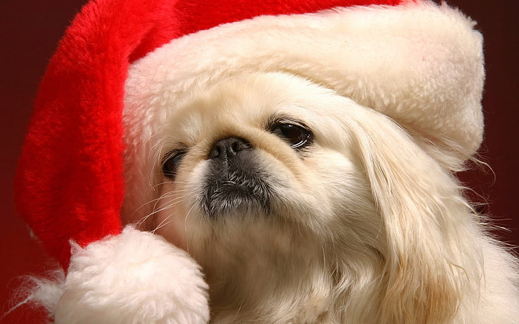 빨간 산타 모자, 개, 강아지, 찻잔, 모자와 중간 코팅 흰색 강아지, HD 배경 화면
