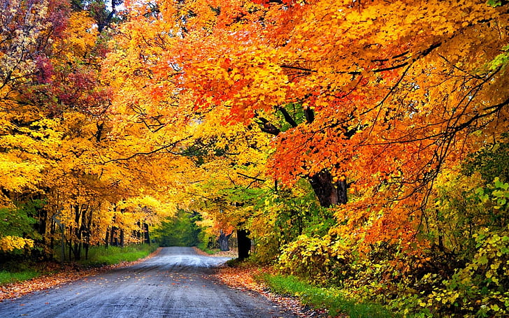 Colorful autumn, road, trees, park, Colorful, Autumn, Road, Trees, Park, HD wallpaper