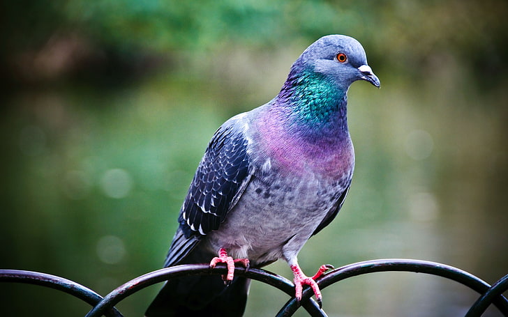 purple and green pigeon, animals, birds, pigeons, nature, depth of field, HD wallpaper