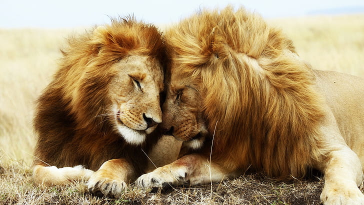 two brown lions, lion, HD wallpaper