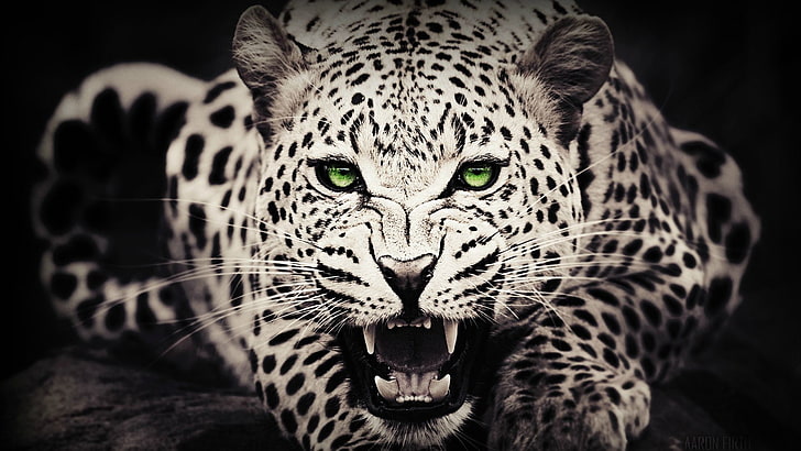 chita branca, animais, olhos verdes, leopardo (animal), coloração seletiva, Photoshop, dentes, gato, grandes felinos, HD papel de parede