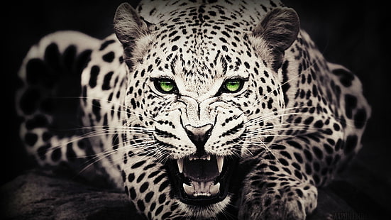 cheetah putih, hewan, mata hijau, macan tutul (hewan), pewarnaan selektif, Photoshop, gigi, kucing, kucing besar, Wallpaper HD HD wallpaper