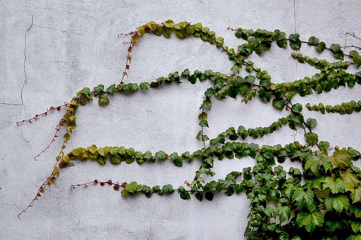 ivy, leaves, plant, vines, wall, HD wallpaper