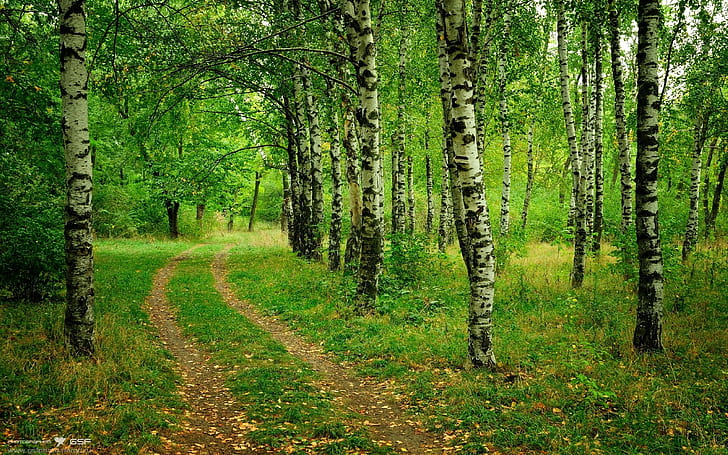 مسار غابة الأشجار أخضر HD ، طبيعة ، أشجار ، أخضر ، غابة ، مسار ، درب، خلفية HD