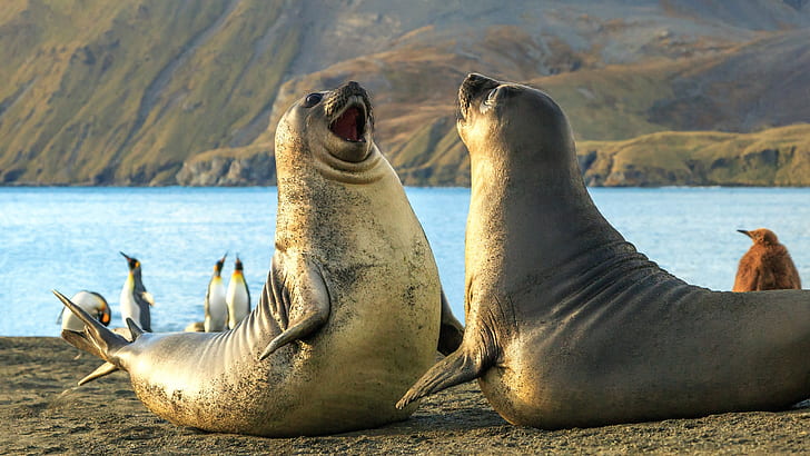 penguins, elephant, seals, The South Sandwich Islands, HD wallpaper