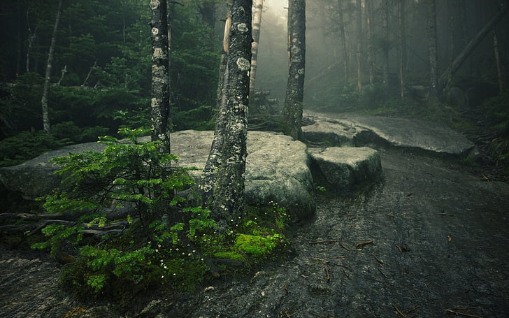 zdjęcie lasu, drzewa, mgła, mech, skały, zieleń, Tapety HD