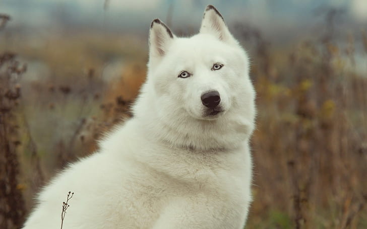 cão, Husky siberiano, animais, HD papel de parede