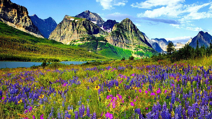 Dağ Çiçek Colorado Mavi Ve Mor Çiçekler Lupine Nehri Dağları Ile Keskin Tepeler Çam Ormanı Mavi Gökyüzü Bahar Manzara 1920 × 1080, HD masaüstü duvar kağıdı