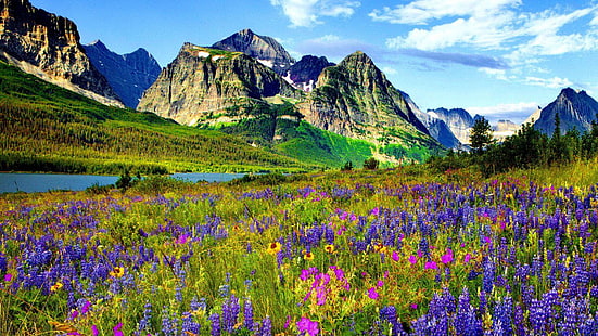 Kwiat górski w Kolorado Niebieskie i fioletowe kwiaty łubinu z ostrymi szczytami Las sosnowy Błękitne niebo Wiosenny krajobraz 1920 × 1080, Tapety HD HD wallpaper