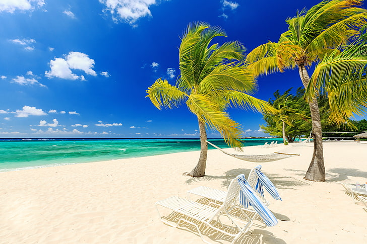 two green palm trees, sand, sea, beach, palm trees, shore, summer, paradise, palms, tropical, HD wallpaper