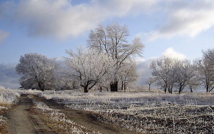vita lövträd, natur, träd, snö, HD tapet