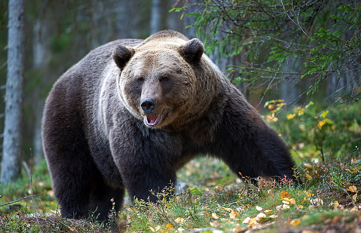 hewan, beruang, beruang Grizzly, alam, pohon, Wallpaper HD
