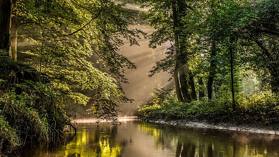 зелено дърво, гора, мъгла, река, осеяна слънчева светлина, слънчеви лъчи, природа, HD тапет HD wallpaper