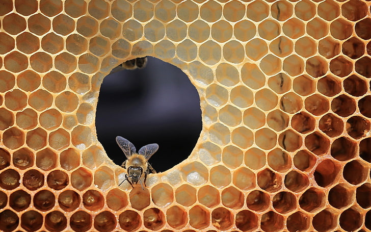 bee, cell, beehive, HD wallpaper