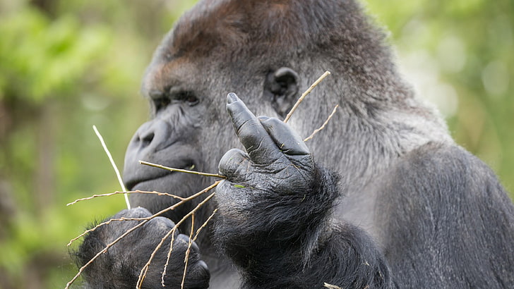 kera besar, gorila barat, mamalia, hewan darat, gorila, jari tengah, margasatwa, binatang buas, Wallpaper HD