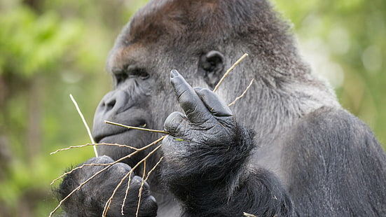 stor apa, västra gorilla, däggdjur, marklevande djur, gorilla, långfinger, vilda djur, vilda djur, HD tapet HD wallpaper
