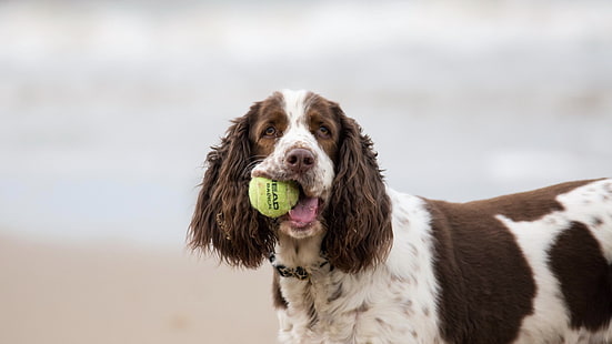 pies krótkowłosy biało-brązowy, zwierzęta, pies, piłki tenisowe, Tapety HD HD wallpaper
