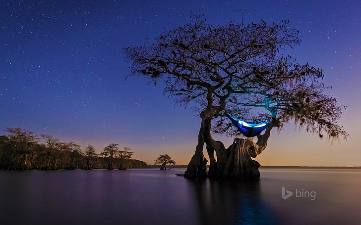 Hammock camping cypress tree Florida-2016 Bing Des.., bare tree, HD wallpaper