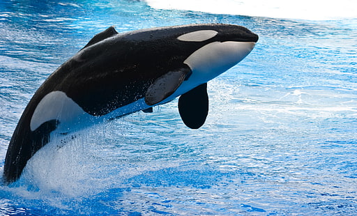 orca, binatang, paus, air, melompat, Wallpaper HD HD wallpaper