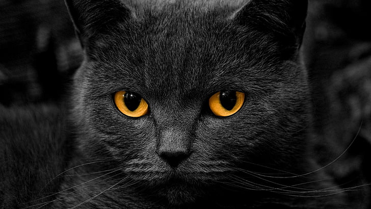Um gato preto com olhos laranja está em um pokemon espeon de fundo preto