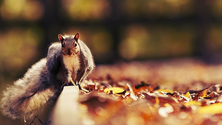 회색 다람쥐, 동물, 다람쥐, 잎, HD 배경 화면