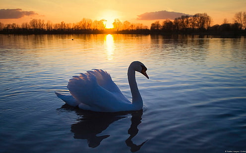 Lonely Swan, lake, wildlife, elegant, white, swan, bird, sunset, animals, HD wallpaper HD wallpaper
