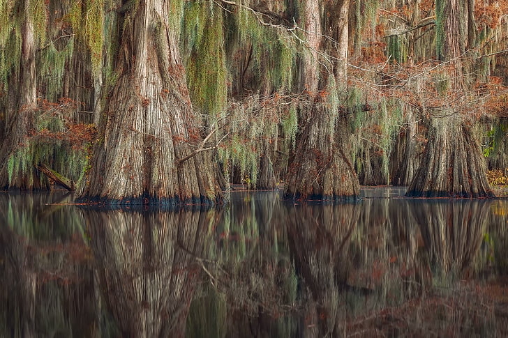 Erde, Sumpf, Natur, Reflexion, Baum, HD-Hintergrundbild