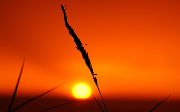 silueta, puesta de sol, sol, naturaleza, hora dorada, Fondo de pantalla HD