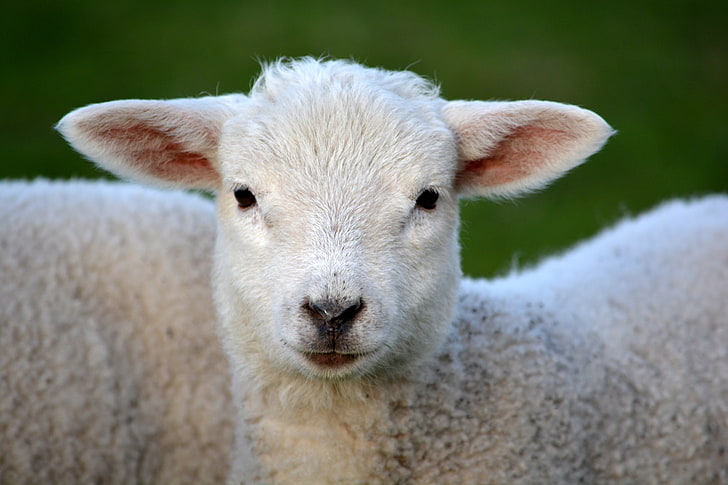 белая овца, овца, морда, глаза, кудри, HD обои
