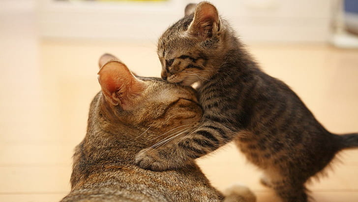 Kocham Cię Mamo ..., cipka, kotek, miłość, zwierzę, zwierzęta, Tapety HD