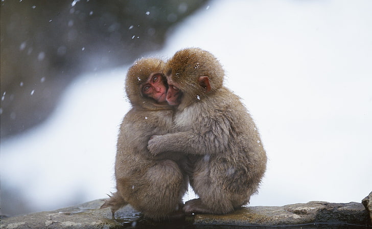 Makaken Hug, zwei kleine Affen, Tiere, Wild, Makaken, HD-Hintergrundbild