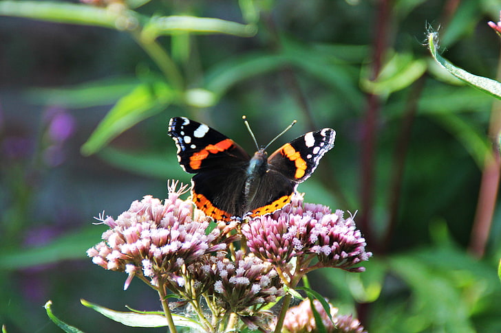 black and orange butterfly, butterfly, flowers, violet, green, insect, animals, HD wallpaper