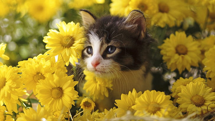 Çiçeklerde Bir Yavru Ayar, siyah ve beyaz kısa kürk yavru kedi, dasies, çiçekler, kedi, sarı, yavru kedi, sevimli, hayvanlar, HD masaüstü duvar kağıdı