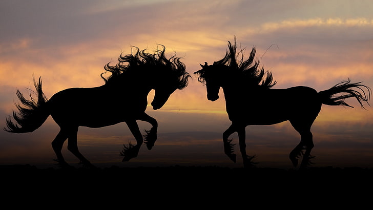 два силуэта лошадей, животные, природа, конь, HD обои