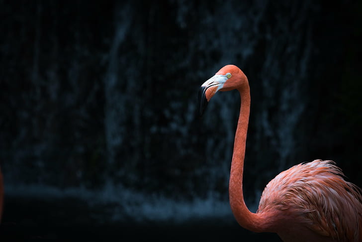 Flamingo flock, flamingoes, flamingoes, Flamingoes, black, Flamingo, flock,  HD wallpaper | Wallpaperbetter
