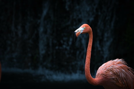 розово фламинго, Jurong Bird Park, Сингапур, розово фламинго, Bird Sanctuary, птица, фламинго, дива природа, животно, природа, клюн, зоопарк, перо, розов цвят, животни в дивата природа, червено, HD тапет HD wallpaper