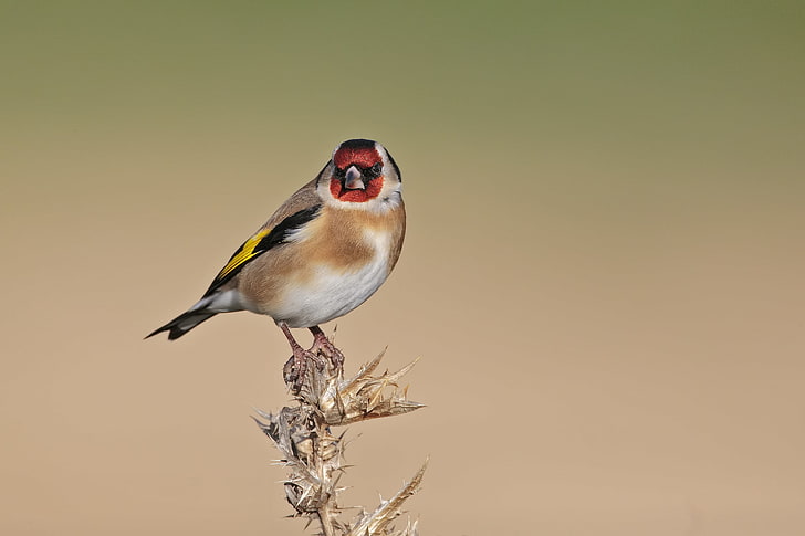 birds, goldfinch, black-headed goldfinch, HD wallpaper