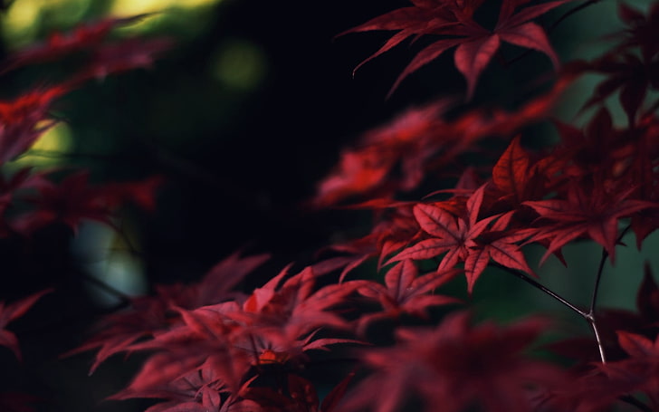 red leaves, nature, macro, leaves, HD wallpaper
