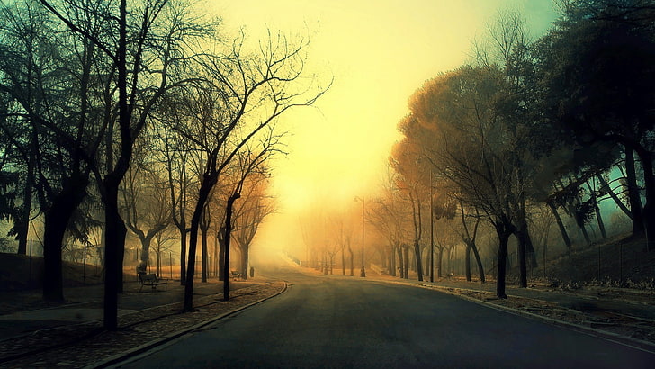 alberi spogli, nebbia, alberi, tramonto, strada, strada, Sfondo HD