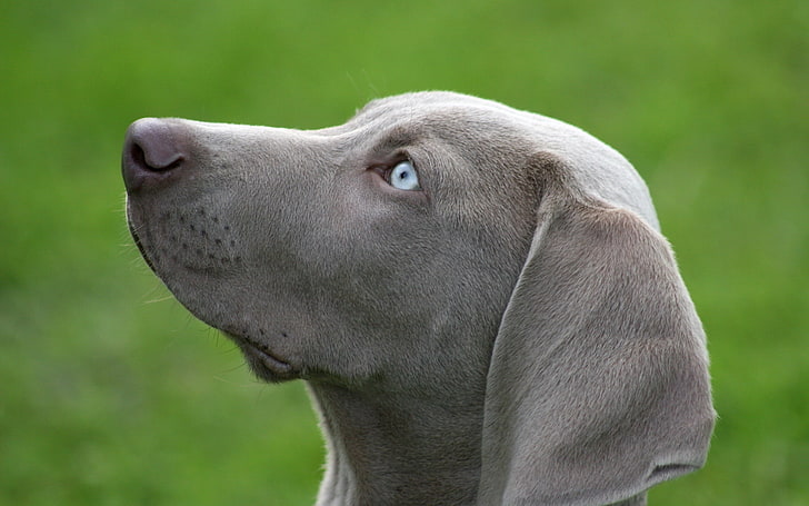 Weimaraner perak dewasa, anjing, moncong, bermata biru, profil, Wallpaper HD