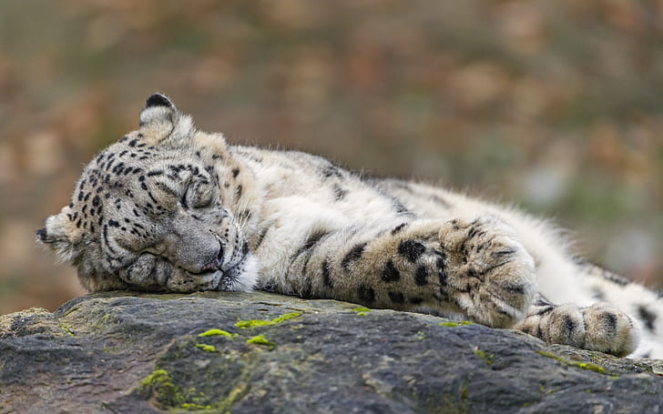 Sleeping Snow Leopard, macan tutul, macan tutul salju, batu, tidur, Wallpaper HD