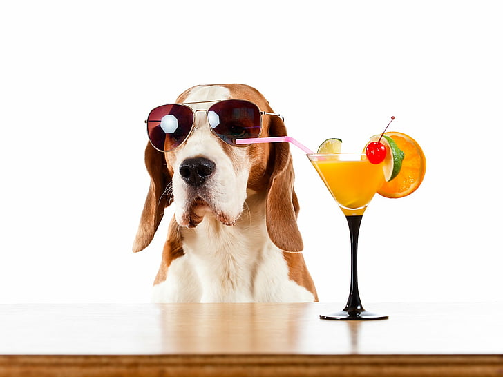 สุนัข, Basset Hound, ค็อกเทล, สุนัข, เครื่องดื่ม, สัตว์เลี้ยง, แว่นตากันแดด, วอลล์เปเปอร์ HD