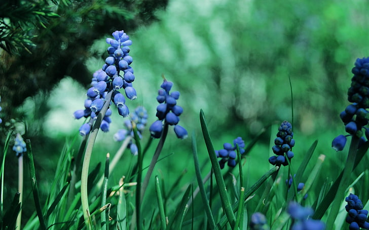 blue grape hyacinth flowers, muscari, flowers, herbs, grass, grape, HD wallpaper